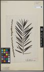Foto von Salix viminalis L.